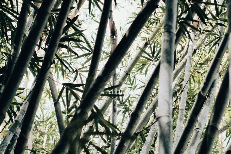 Bamboo