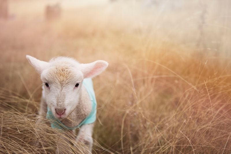 Why you want wool!