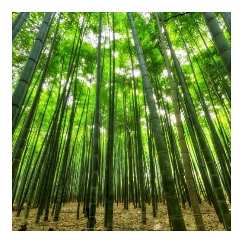 Bamboo